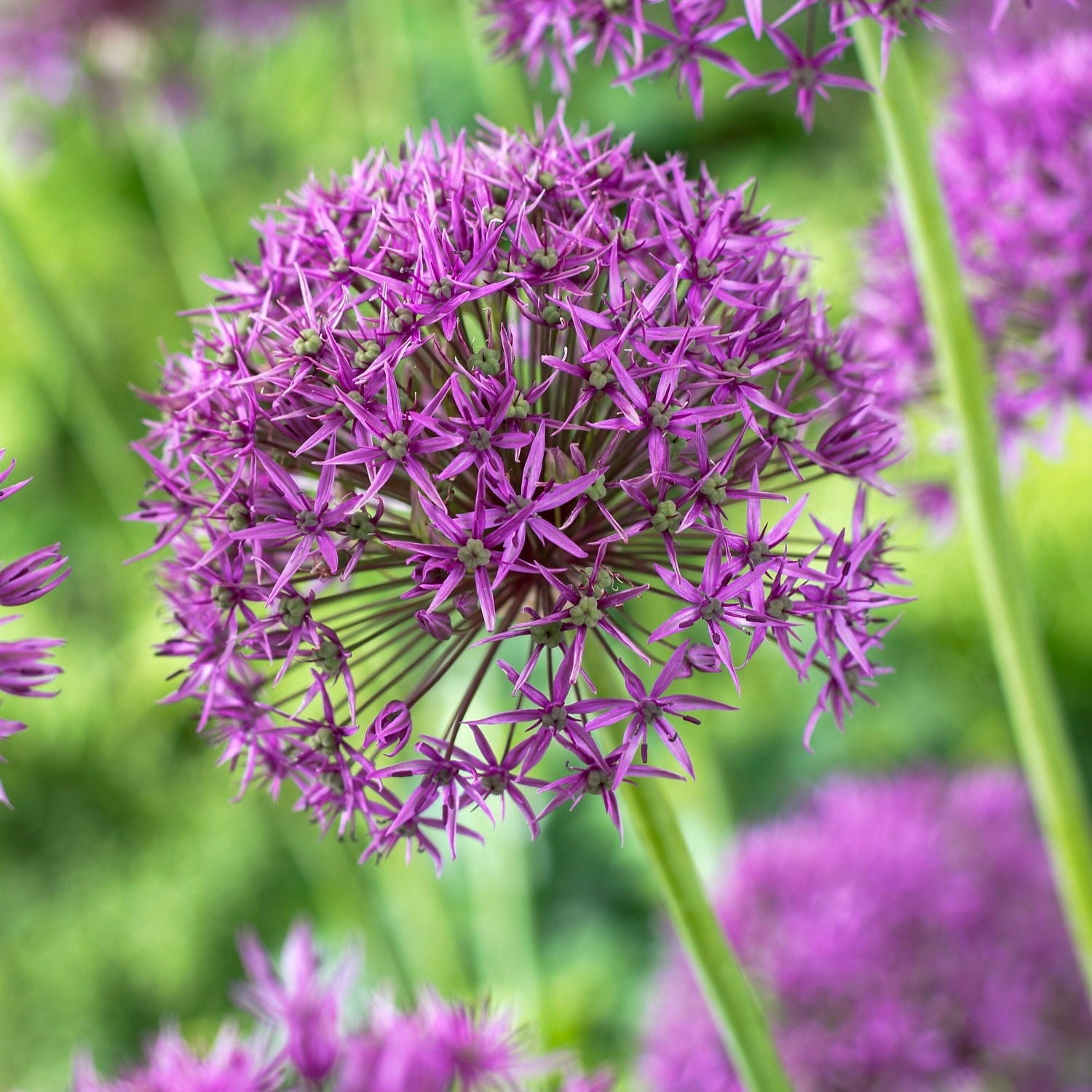 Allium 'Violet Beauty'